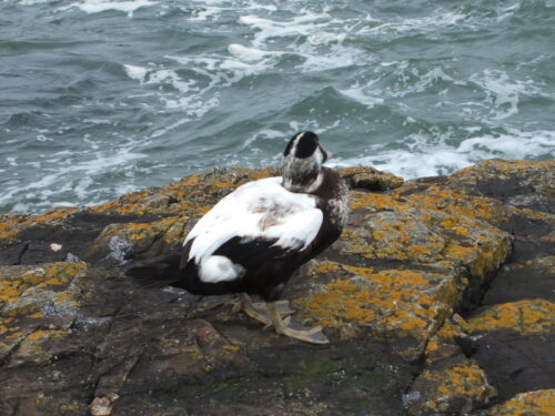 Song Stories: Aves Beati Cuthberti eider close