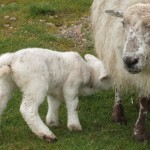 lamb image