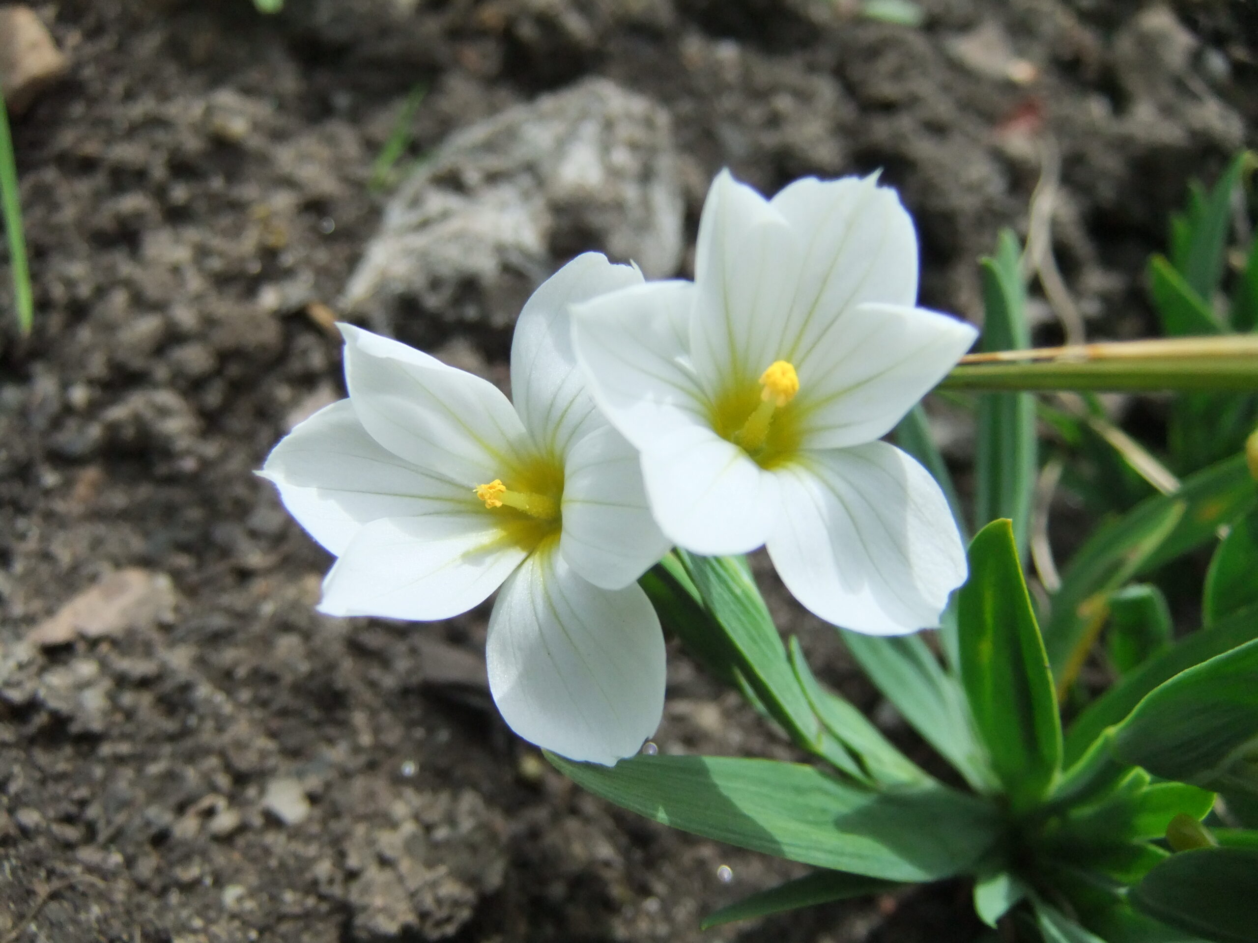two white flowers