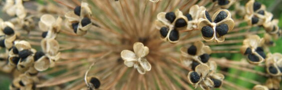 Autumn Composing Activities alium seeds
