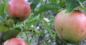 apples cropped