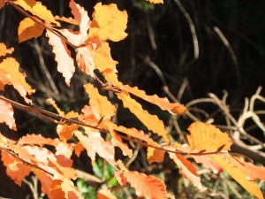 cragside autumn leaves
