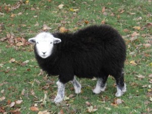 sheep pic frances