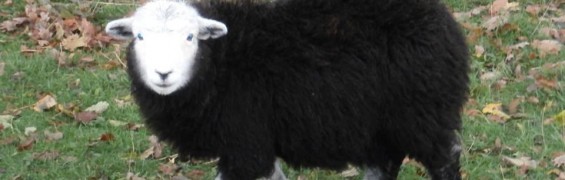 sheep pic frances