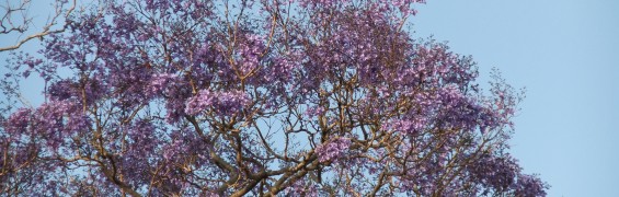 One of my favourite memories of Brisbane - the Jacarandas in spring/early summer.