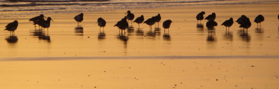Why “Sea Pie Parcel”? 6th Jan 047