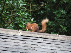 squirrel with curly tail