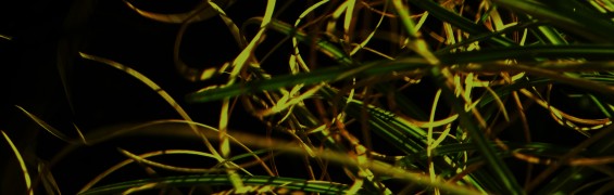 windy grass (9)