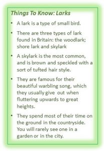 Things to know larks
