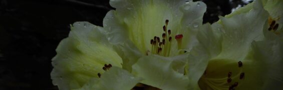 May 2016 Fade-Ins Rhododendrons