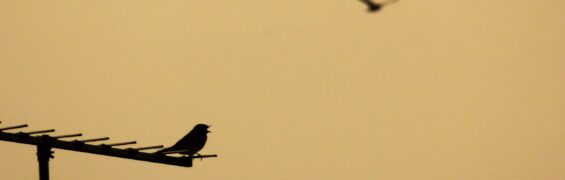 May 2017: Stuff Of The Day may banner