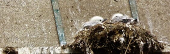 July 2017: Stuff Of The Day kittiwake chicks
