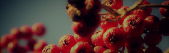 Seeds Grow Into Plants berries1