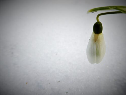 Song Stories: In The Bleak Midwinter March 6th snowdrop