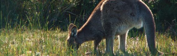 November 2018: Remembering Australia. november banner (a)