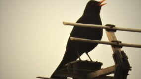 24th-march-blackbird