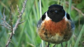 28th-July-stonechat-staring