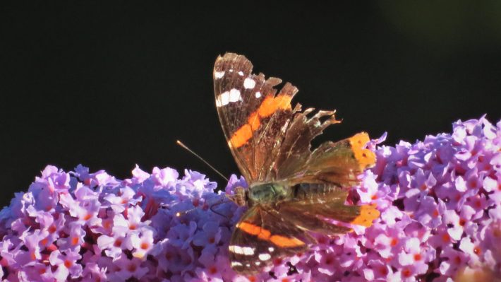 August butterly