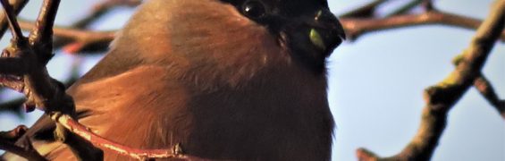 25th-Feb-female-bullfinch-close-up