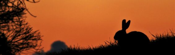 27th april hare silhouette