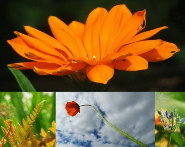 June oranges
